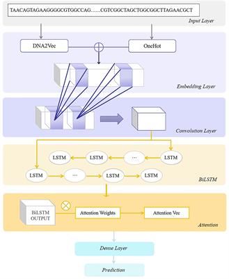 Prediction of Transcription Factor Binding Sites Using a Combined Deep Learning Approach
